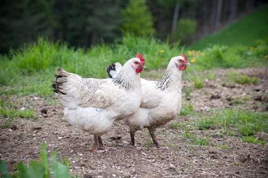 Two white Chicken standing in the grass