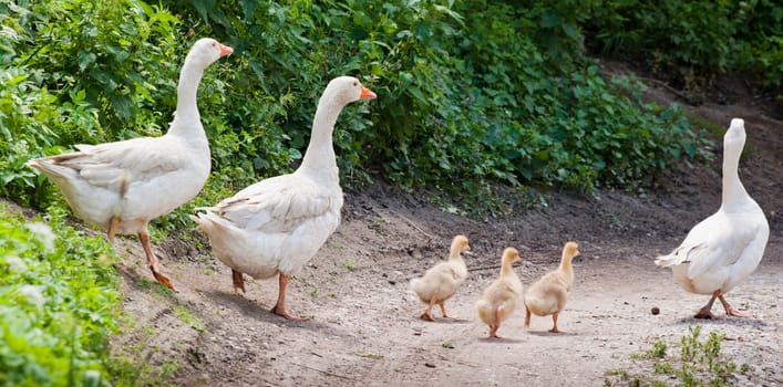 White geese family on the walk to a pond
