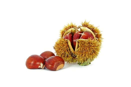Chestnuts inside husk isolated on white background