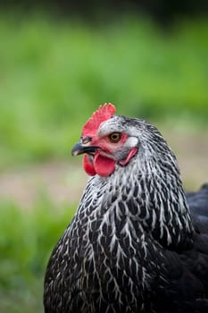 Close up of a black chicken