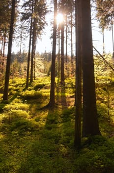 Sun Beams in the Summer European Forest