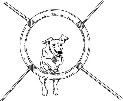 vector - dog agility , isolated on background