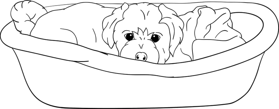 vector - small puppy lying in cot, isolated on background