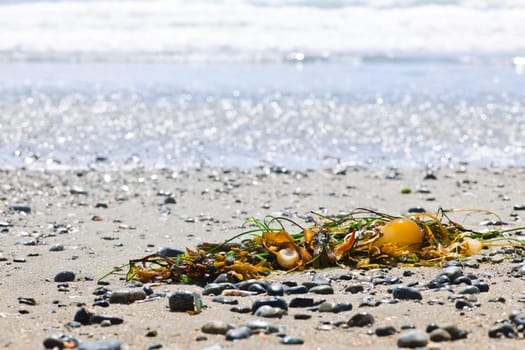 Seaweed on sand, Long Beach in Pacific Rim National Park, Canada