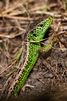 Sand lizard