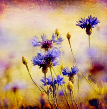 Cornflowers,buds and blossoms,Centaurea,nostalgic