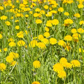 Dandelions in a meadow