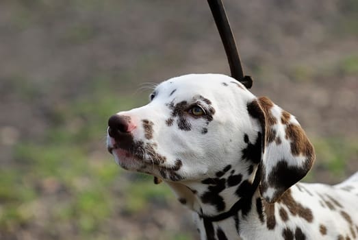 Dalmatian