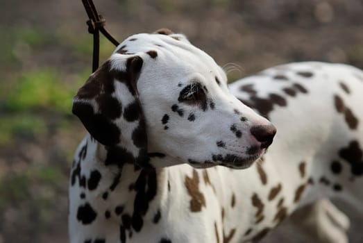 Dalmatian