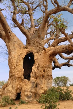 african baobab