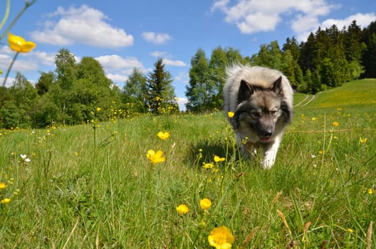 Dog Meadow Spring Landscape
