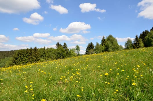 Landscape,Flower Meadow,Clouds,Sky
