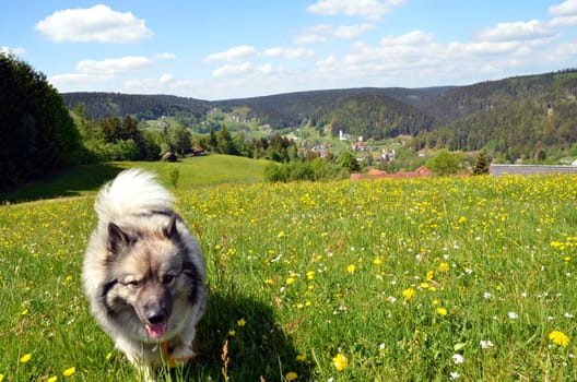 Dog Meadow Spring Landscape