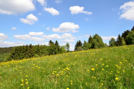 Landscape,Flower Meadow,Clouds,Sky