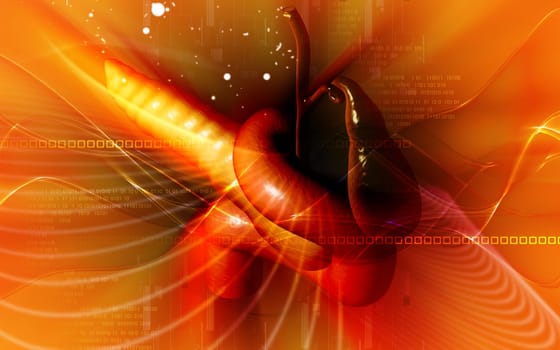 Digital illustration of pancreas in colour background