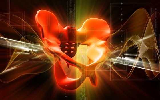 Digital illustration of pelvic girdle in colour background