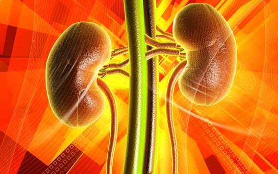 Digital illustration of kidney in colour background