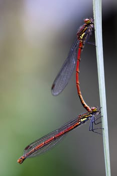 Mating