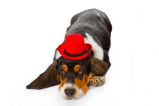 Basset puppy on white background