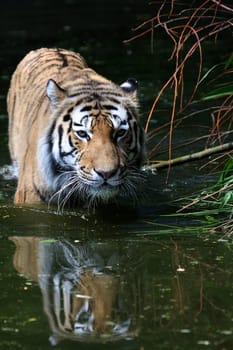 Sumatran tiger