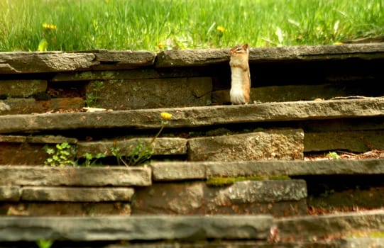 A Chipmunk on a stone staircase