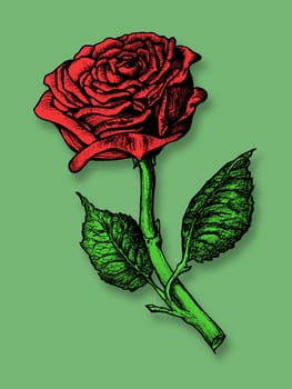 Line drawing of a single red rose on a green background