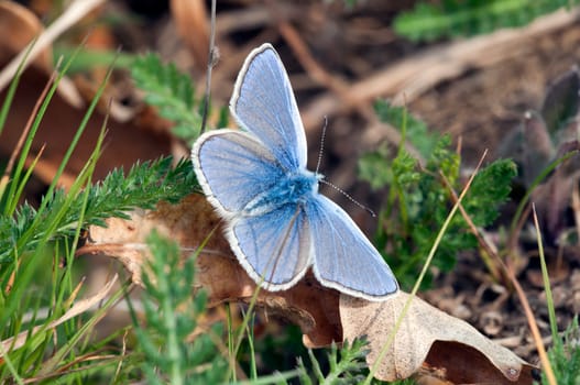 Blue between grasses and foliage - Lycaenidae