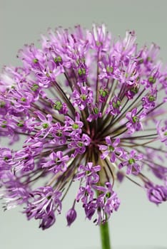 Allium
