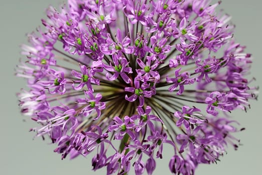 Allium