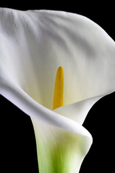 calla