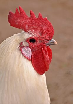 white rooster