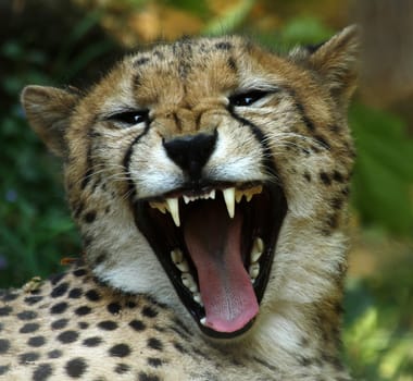 Show Teeth II