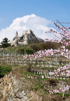 Castle duernstein in springtime with blooming tree