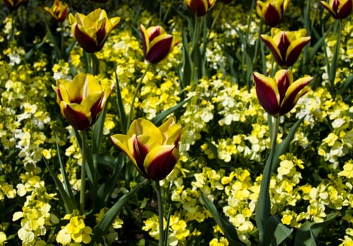 Magnificent red and yellow tulip blooms in springtime