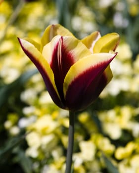 Magnificent red and yellow tulip bloom in springtime