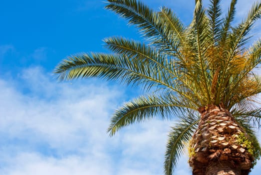 Palm from the Capri Island in Naples bay