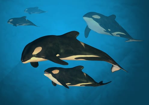 A family of orca whales swimming in the ocean.