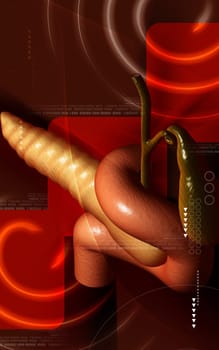 Digital illustration of pancreas in colour background