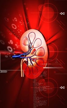 Digital illustration of kidney in colour background