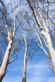 Trees cropped on nice blue sky in spring