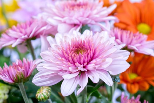 beauty color chrysanthemum flowers close up