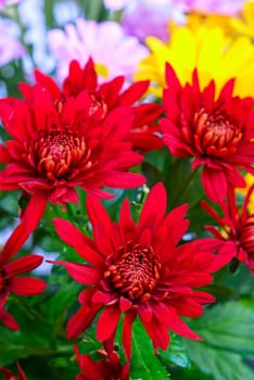 beauty color chrysanthemum flowers close up