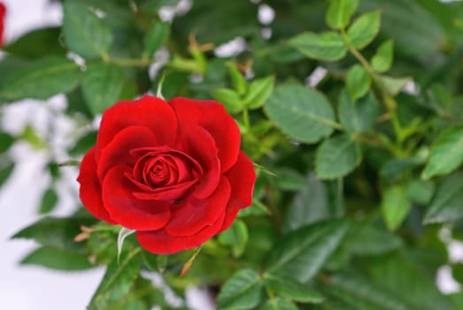 Photo of bright red rose