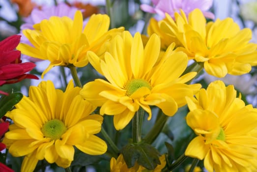 beauty color chrysanthemum flowers close up