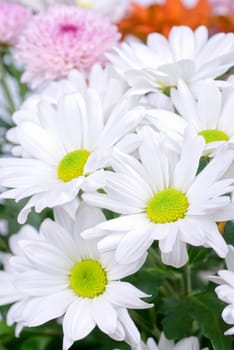 beauty white chrysanthemums flowers close up