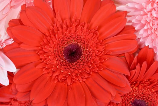 gerbera flowers, close up