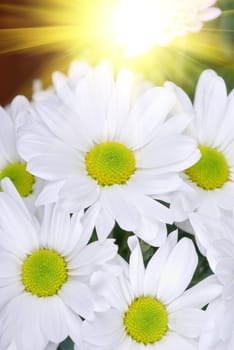 beauty white chrysanthemums flowers close up
