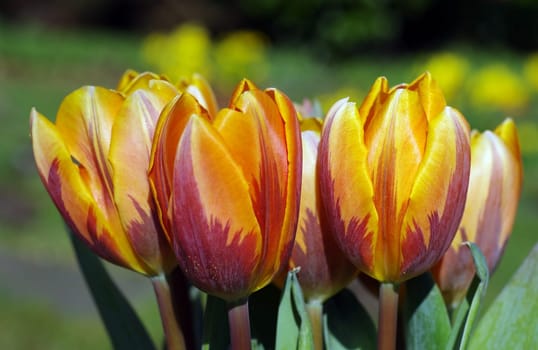 Tuplen bouquet