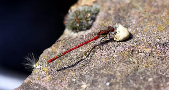 Early Adonis Damselfly (Nymphula pyrrhosoma)