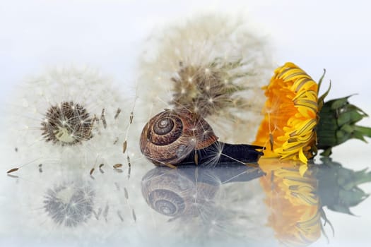 The dream of a snail